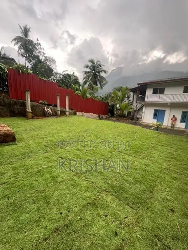 Malaysian Grass