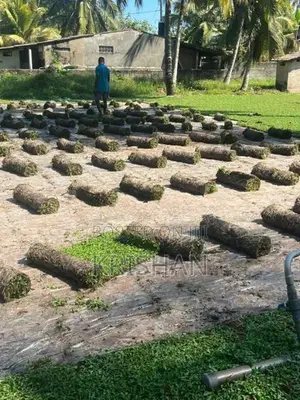 Malaysian Grass