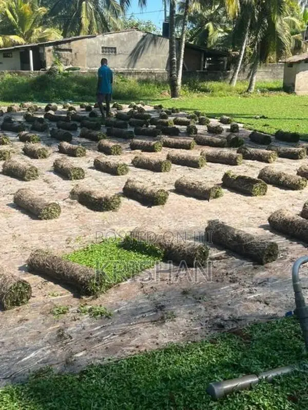 Malaysian Grass