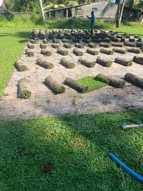 Malaysian Grass