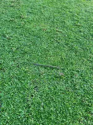 Malaysian Grass