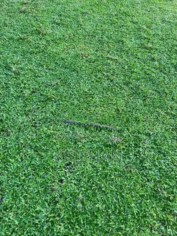 Malaysian Grass