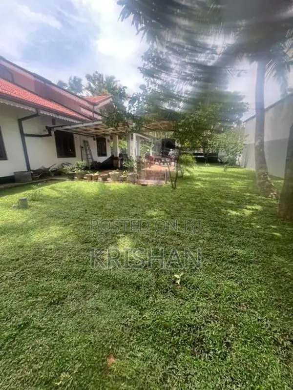 Malaysian Grass