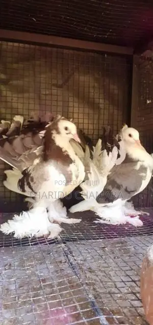 Show Pigeon