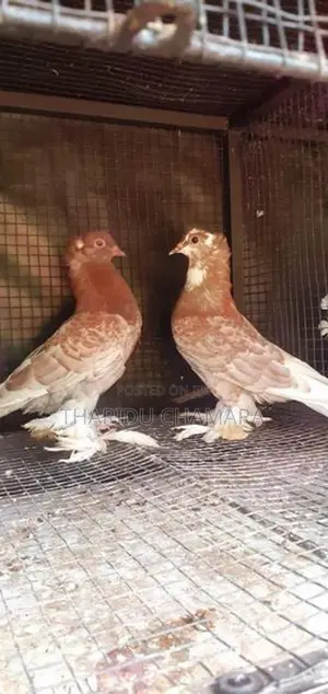 Show Pigeon