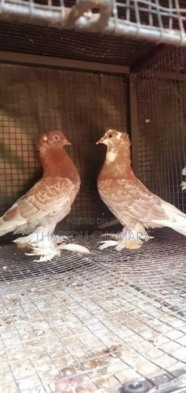Show Pigeon