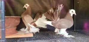 Show Pigeon