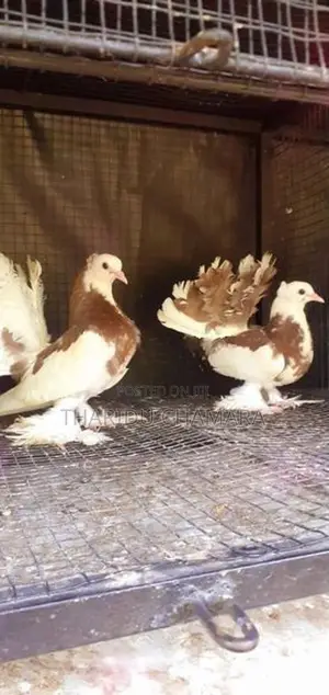 Show Pigeon