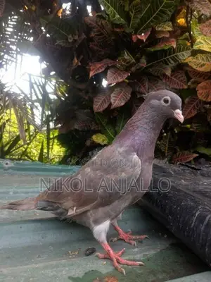Pigeons