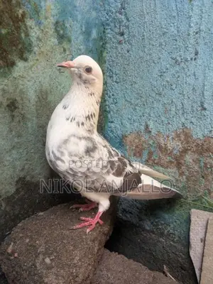 Pigeons