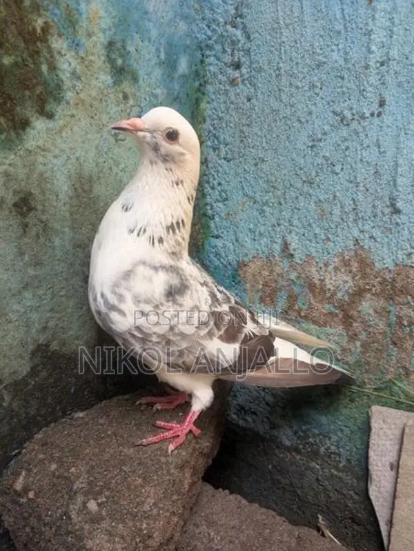 Pigeons