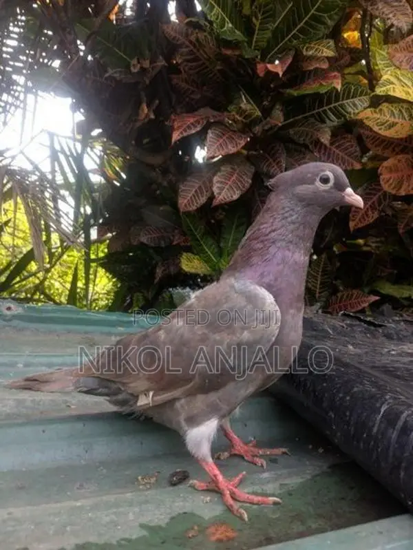 Pigeons