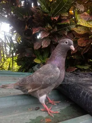 Pigeons
