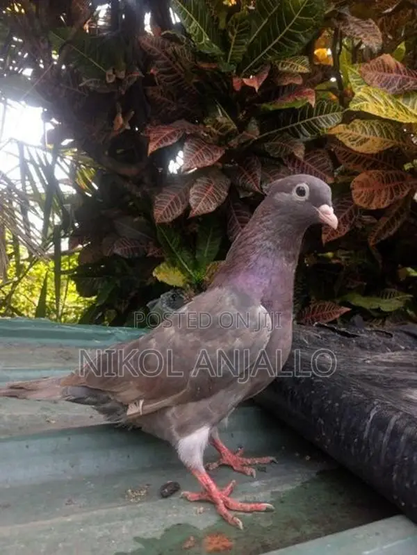 Pigeons