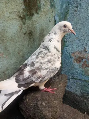 Pigeons