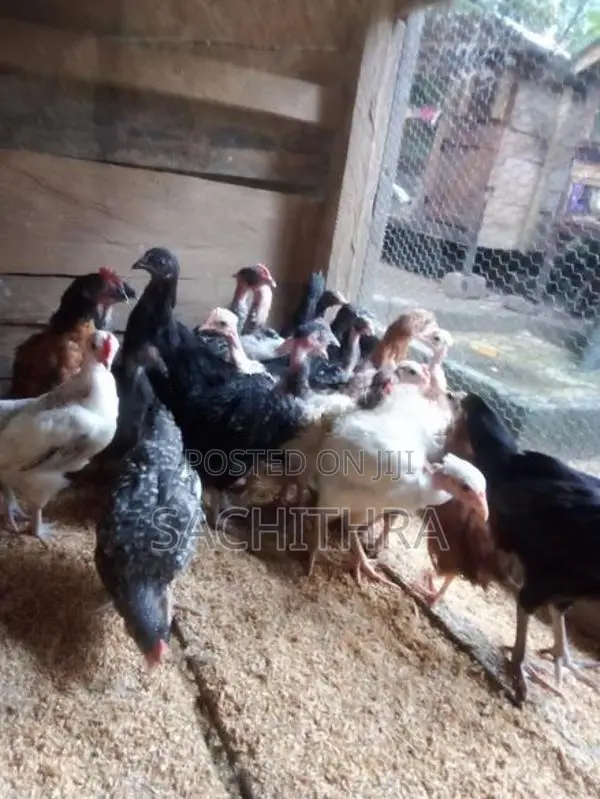 ගම් කුකුල් පැටව්