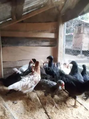 ගම් කුකුල් පැටව්