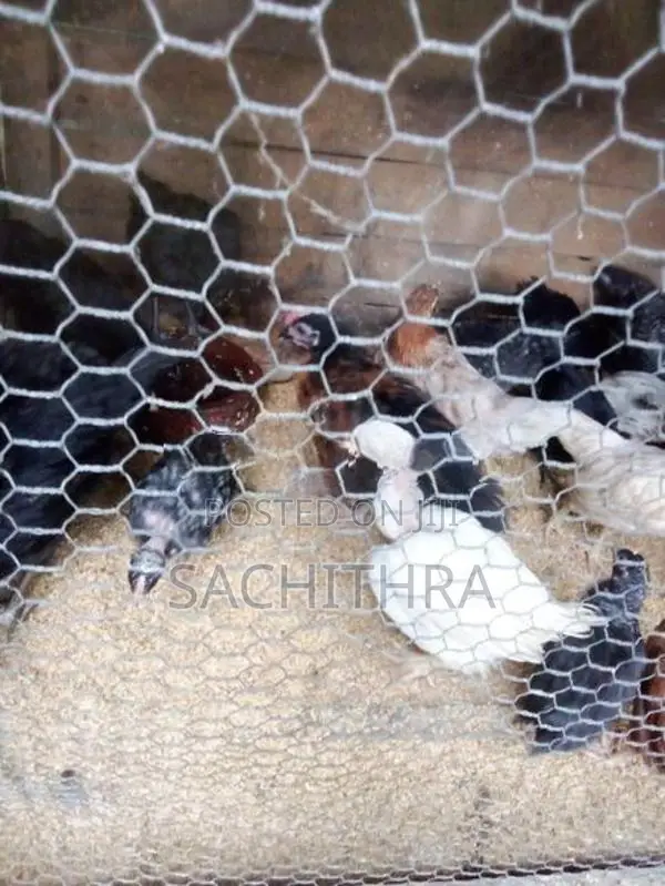 ගම් කුකුල් පැටව්