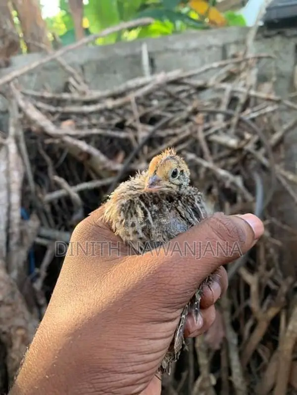 Watu Kurullan - Poultry