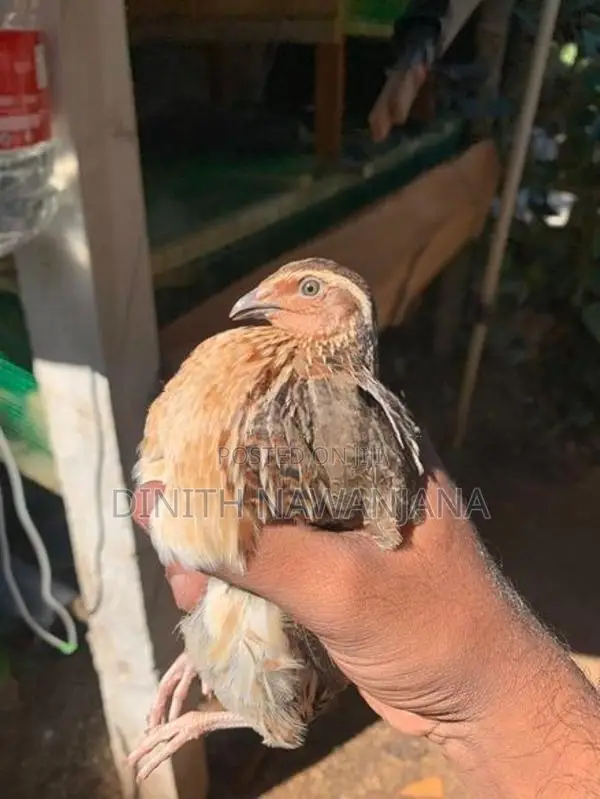 Watu Kurullan - Poultry