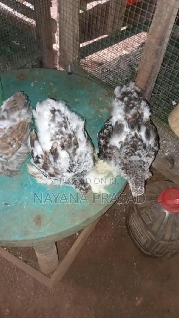 Farm Chicks