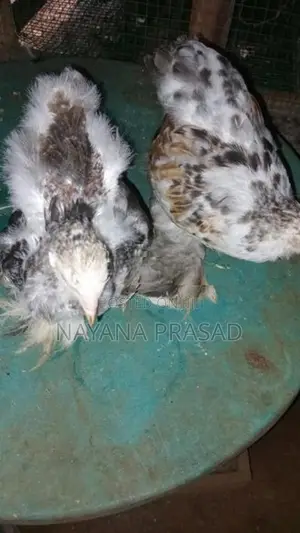 Farm Chicks