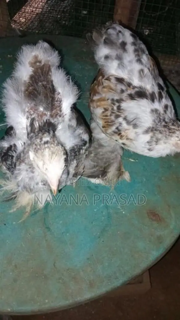 Farm Chicks