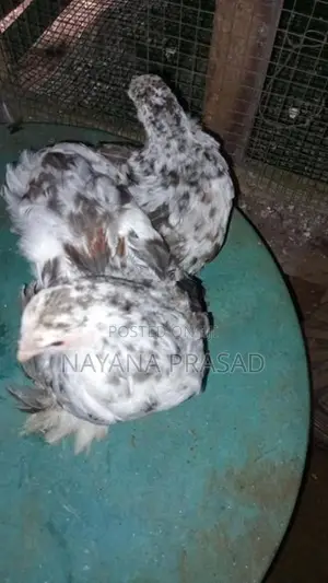 Farm Chicks