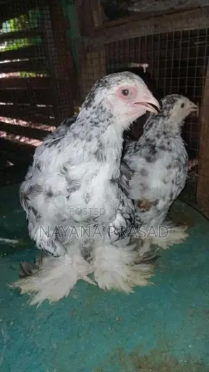 Farm Chicks