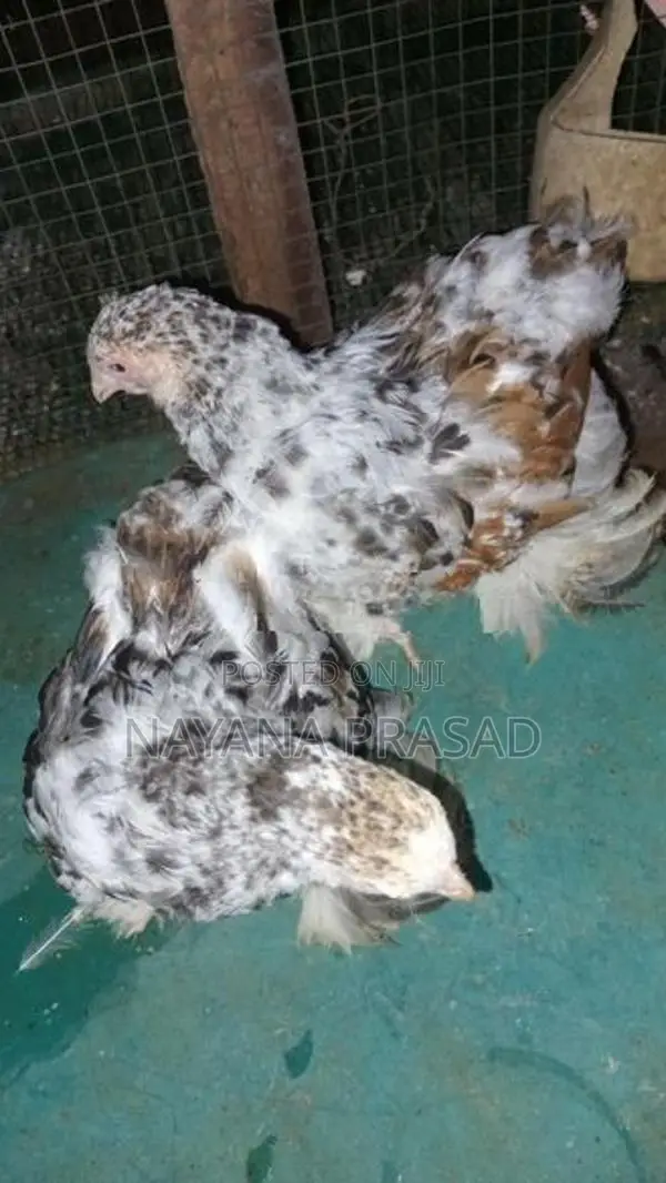 Farm Chicks
