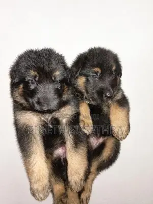 Lion Shepherd Puppies