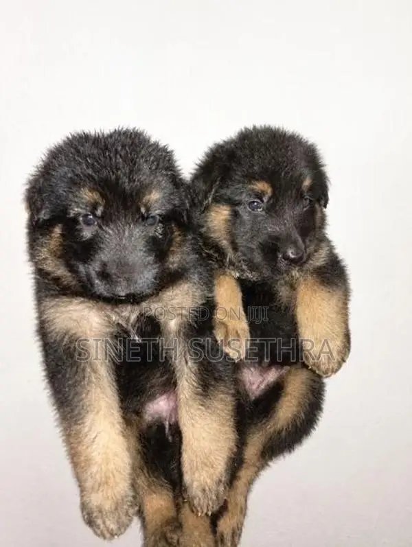 Lion Shepherd Puppies