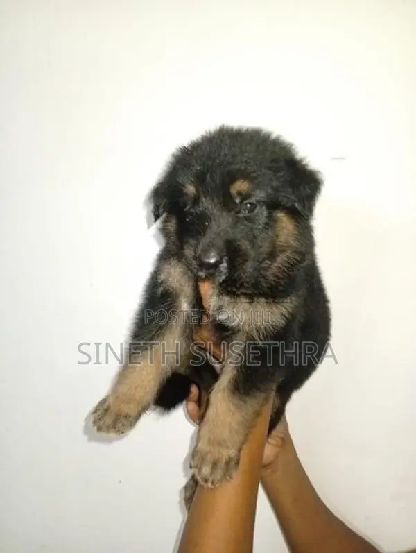 Lion Shepherd Puppies