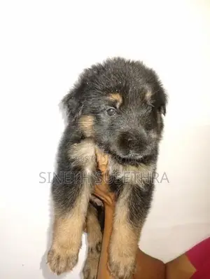 Lion Shepherd Puppies