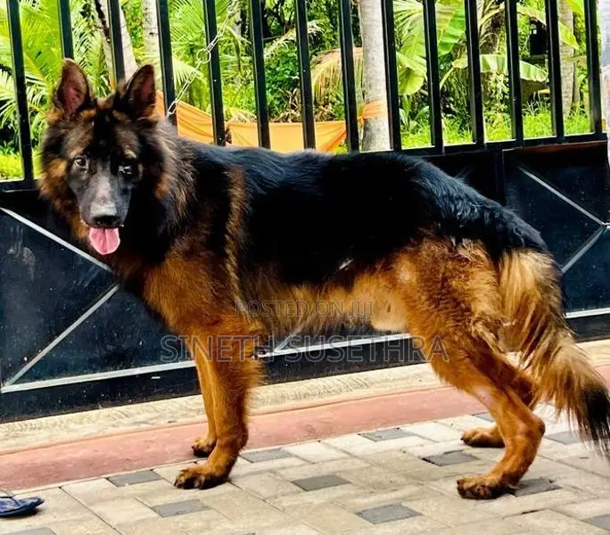 Lion Shepherd Puppies