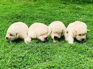 Labrador