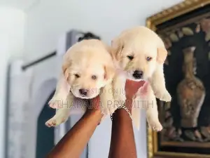 Labrador