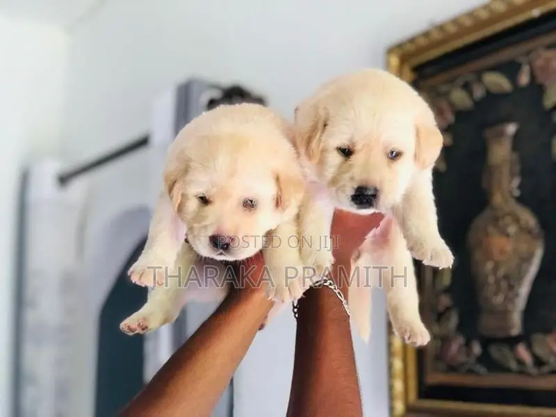 Labrador