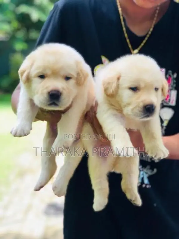 Labrador