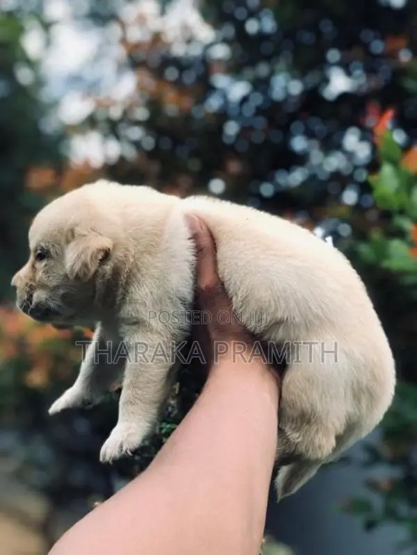 Labrador