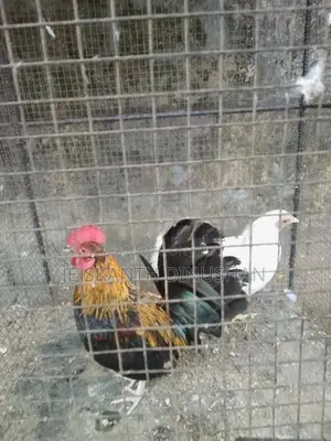 Bentam Hens