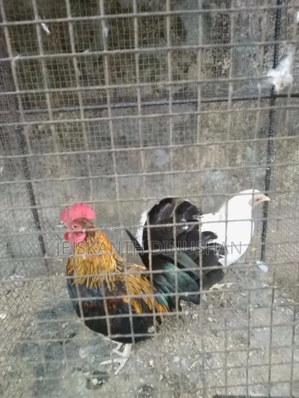 Bentam Hens