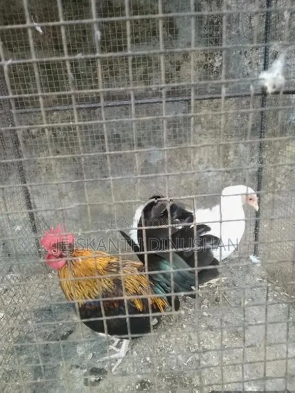 Bentam Hens
