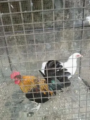 Bentam Hens