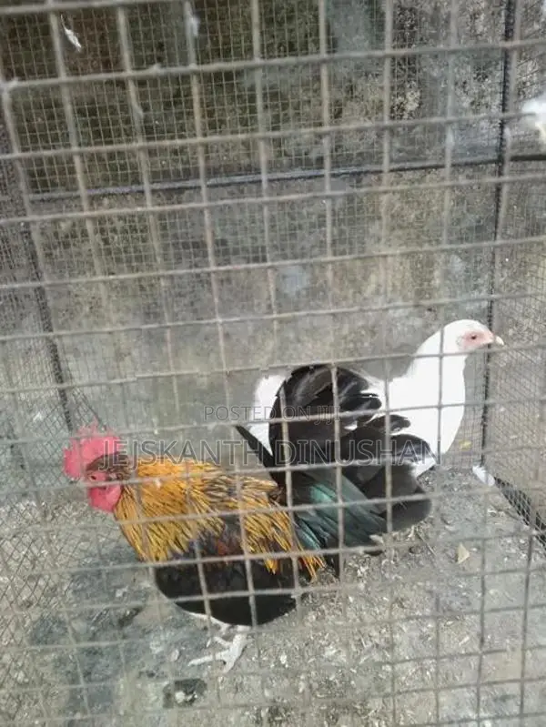 Bentam Hens