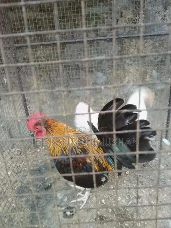 Bentam Hens