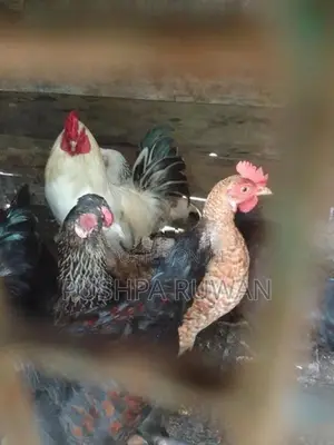 ගම් කිකිලියන්