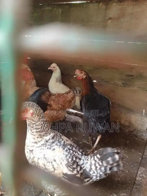 ගම් කිකිලියන්