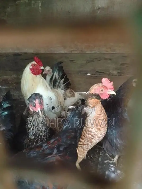 ගම් කිකිලියන්