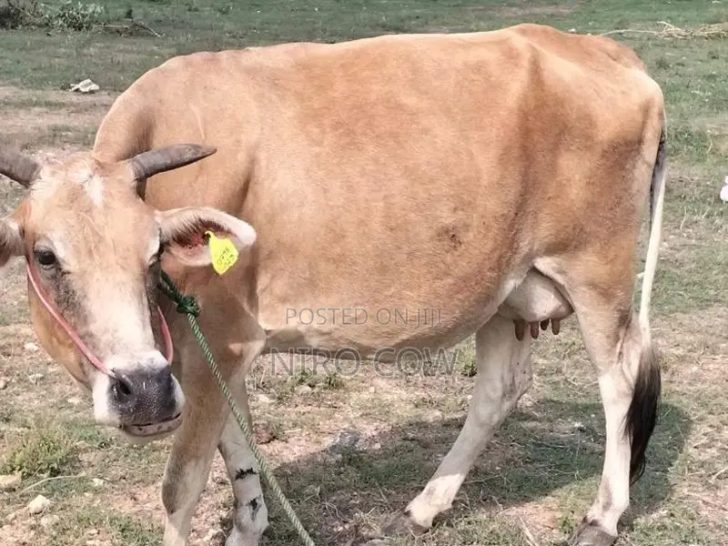 Milk Cow